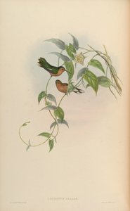 Leucippus fallax - John Gould